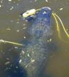 Alligator attempting to take a bite of the cables of the ROV in a Florida river