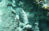 Projectile in the underwater environment